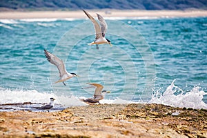 Seagulls landing on the shoreline