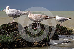 Three seagulls on a rock