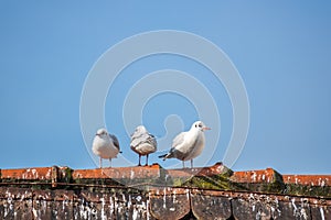 three seagulls on the roof