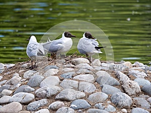 Three seagulls are sitting on a stone in the sea