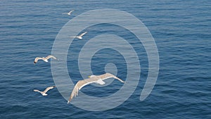 Three seagulls soaring in blue sky. Gulls flying high in cloudless sky. Birds of prey fly in clear blue sky. Birds