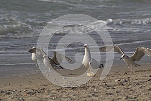 Seagulls Standing on a Sandy Beach Near Crashing Waves on a Cloudy Day photo