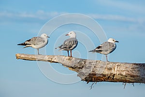 Three Seagulls standing on a driftwood log on the coast of New Z