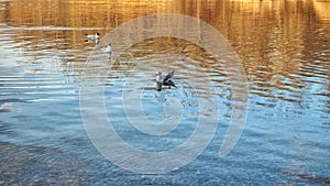 Tři rackové plavání na jezeře na podzim