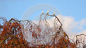 Three seagulls on tree branch of willow in autumn