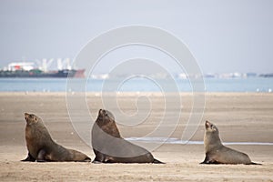 Three Seals on the Beach
