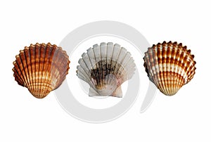 Three seashell