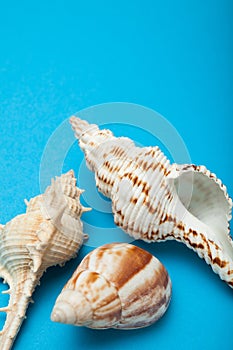 Three seashells on a blue background, vertically. Copy space