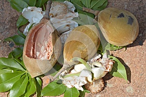 Three seedpods one with exposed seeds from the baobab tree.