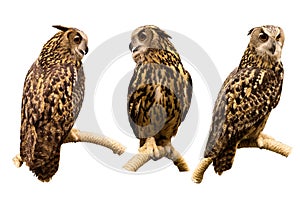 Three set of Eurasian Eagle Owl perched on a branch isolated on