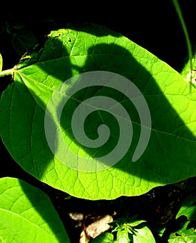 THREE SHADOWS IN A BIG GREEN LEAF