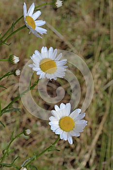 Three Shasta Daisies