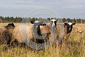 Three Sheep.