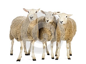 Three Sheep against white background
