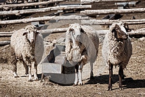 Three sheep in a farm