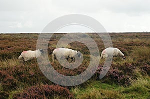 Three sheep feeding on a field