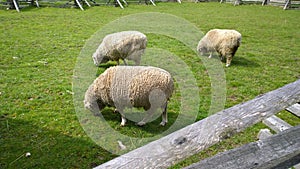 Three Sheep Grazing