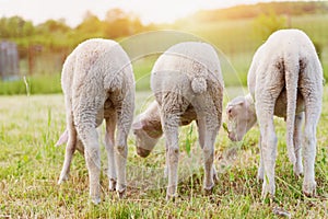 Three sheep grazing on green meadow, back view