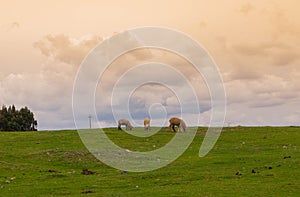 Three sheep grazing on the mountain meadow