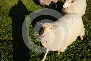 Three sheep on green grass in norway