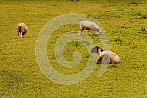 Three sheep on a green pasture
