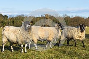 Three sheep on Hemingford Grey Meadow