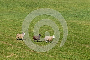 Three Sheep Ovis aries in Line Moving Right