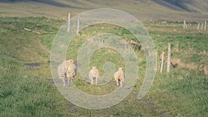 Three sheep roam the Icelandic meadows.