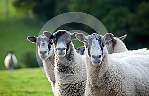 Three sheep in a row - focus on the right sheep