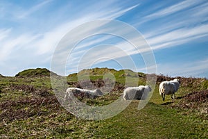 three sheep in a row on a hillside in the fairy glen, isle of Skye