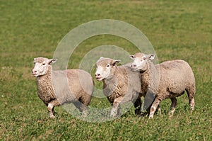 Three Sheep Run Across Pasture