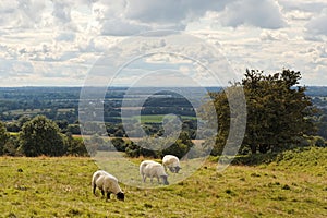 Three sheep at Tara Hill