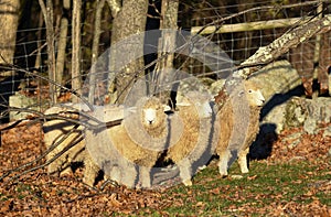 Three sheep use a fallen tree to scratch their backs