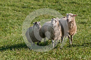 Three Sheep (Ovis aries) Move Forward photo
