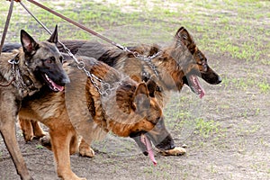 Three sheepdogs on leash. Two German and one Belgian sheepdogs w