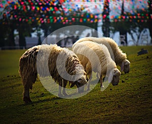 Three sheeps grazing grass