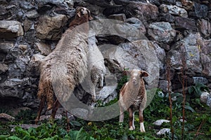 Three sheeps mother and babies licking minerals from an antient stone wall of svan tower