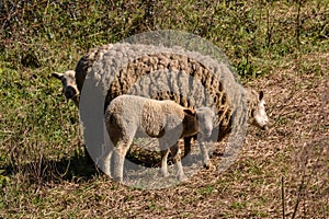 Three sheeps within vegetation