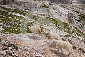 Three sheeps walking on mountain path