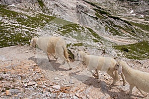 Three sheeps walking on mountain path close up