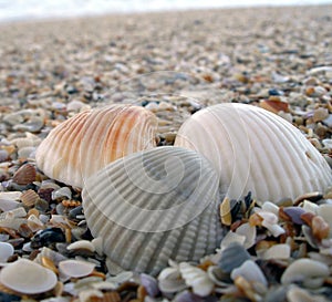 Tres conchas sobre el Playa 