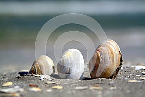 Three shells on a beach .
