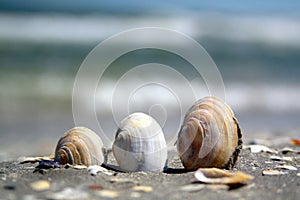 Three shells on a beach.