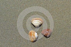 Three shells lie on wet, fine, smooth sand.