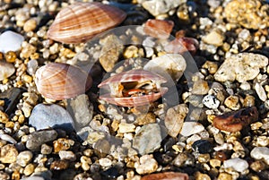 Three shells lying on the sand