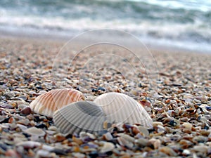 Tre conchiglie sul Oceano 