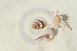 Three shells on white sand