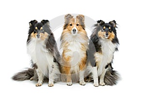 Three sheltie dogs