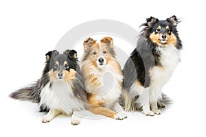 Three sheltie dogs