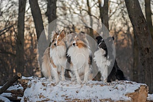 Three Shelties sitting together in snowy park with beautiful sunny background